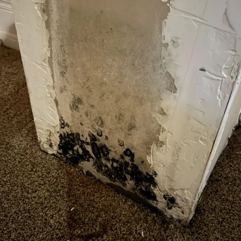 Professional Mold Removal in Horatio, AR